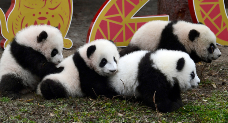 在中国大熊猫也能面部识别啦