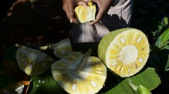 印度“超级食物”菠萝蜜走向全球
