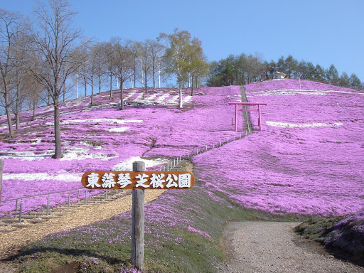北海道 芝樱满开、照片赏花　天空花园