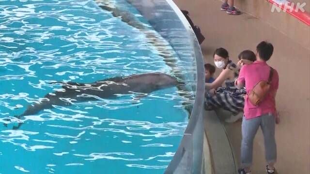 神奈川县藤泽市水族馆时隔3个月再次开始海豚表演，但是限制人数