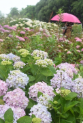 梅雨时节绽放了7万株颜色鲜艳的绣球花  北九州.高塔山  ​