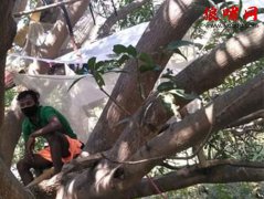 印度村民住树上隔离14天：家中没单独房间，为了不给家人添麻