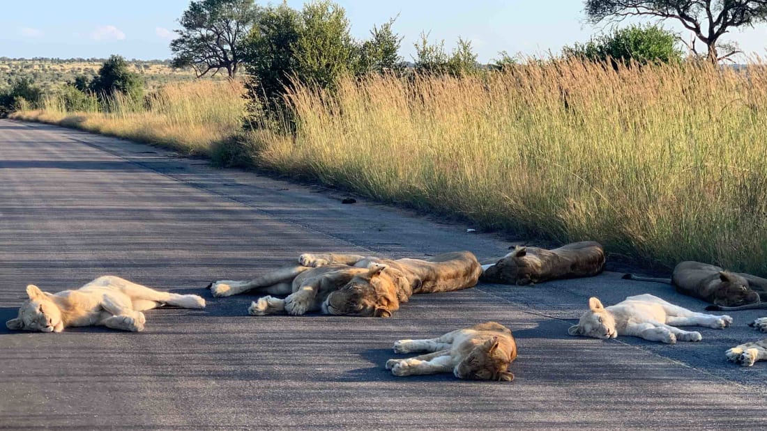 南非封国，狮子从容应对